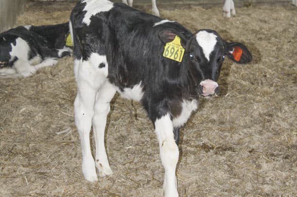calves