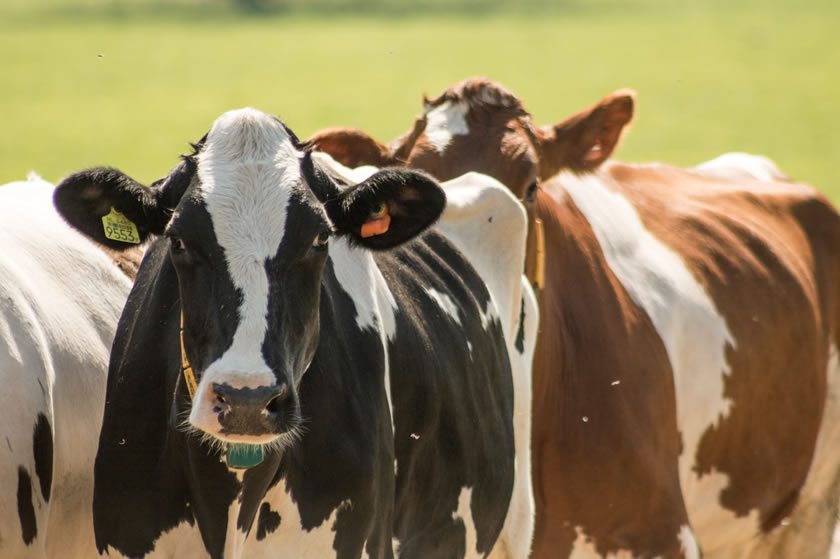 Three cows standing in the field