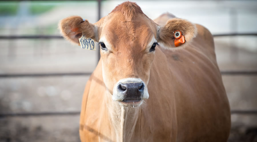Why choose CowManager